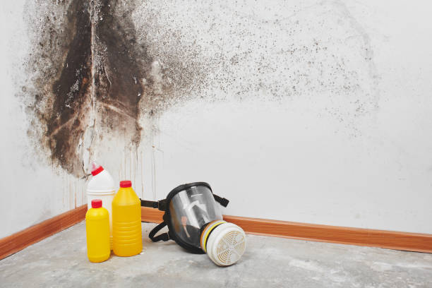 Best Crawl Space Mold Removal  in Holiday Shores, IL