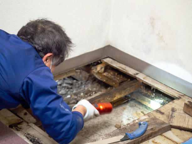 Mold Removal and Inspection in Holiday Shores, IL