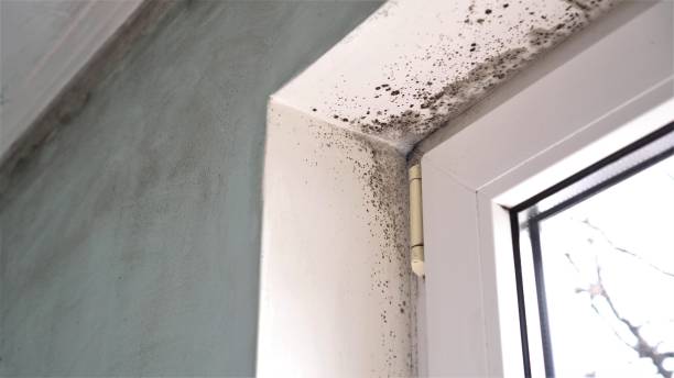 Best Toxic Mold Removal  in Holiday Shores, IL