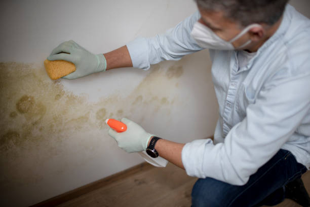 Mold Removal Process in Holiday Shores, IL
