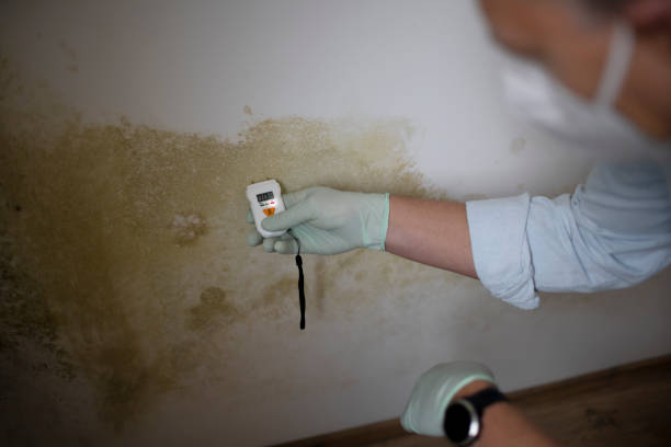 Best Commercial Mold Removal  in Holiday Shores, IL