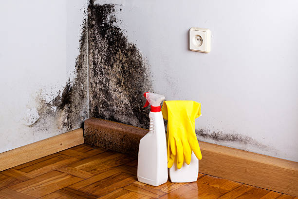 Home Mold Removal in Holiday Shores, IL