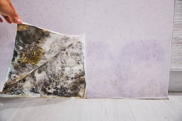 Best Attic Mold Removal  in Holiday Shores, IL